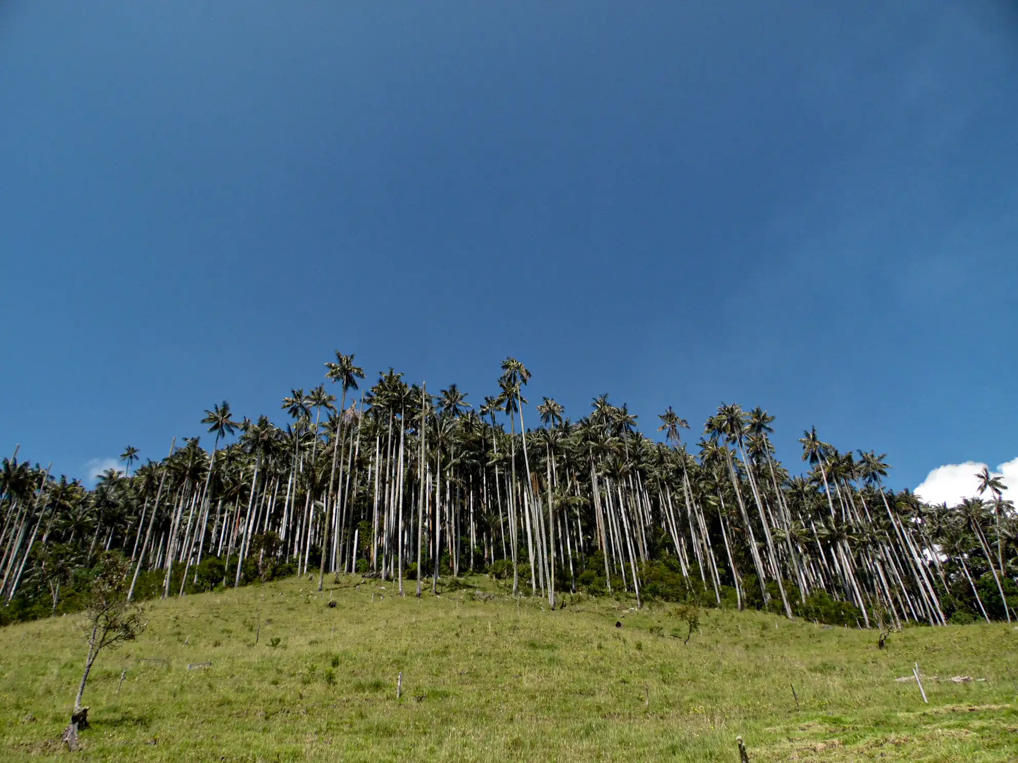 Bosque de palma de cera en la vereda Potosí del municipio de Cajamarca
