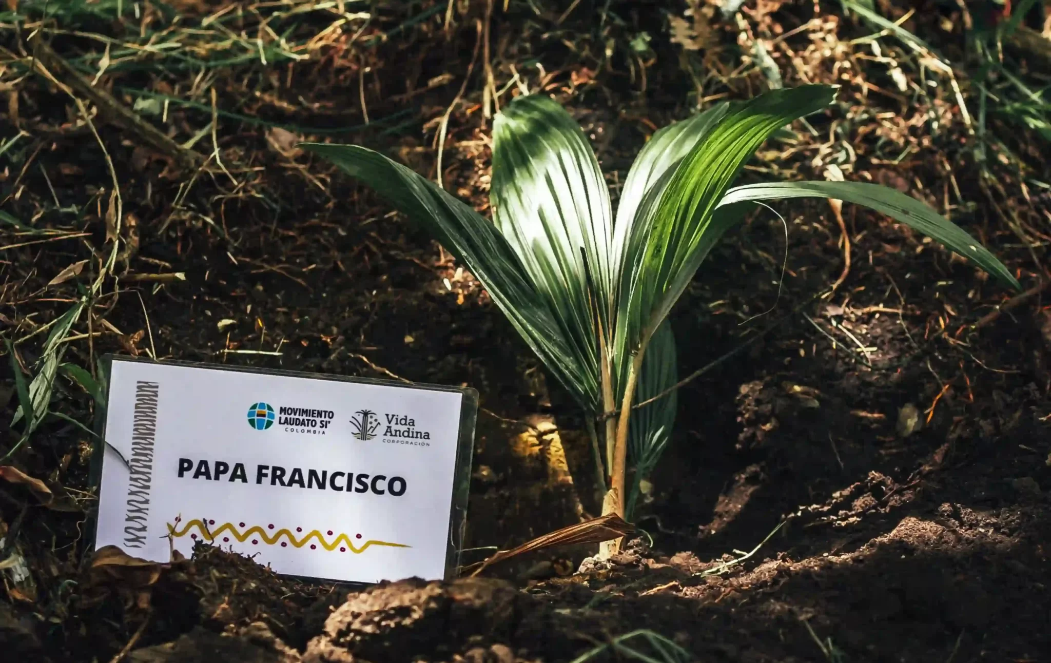 Palma de cera plantada en nombre del papa francisco 